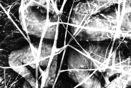 Abstract Nude with Branches, double exposure, black and white, silver gelatin print